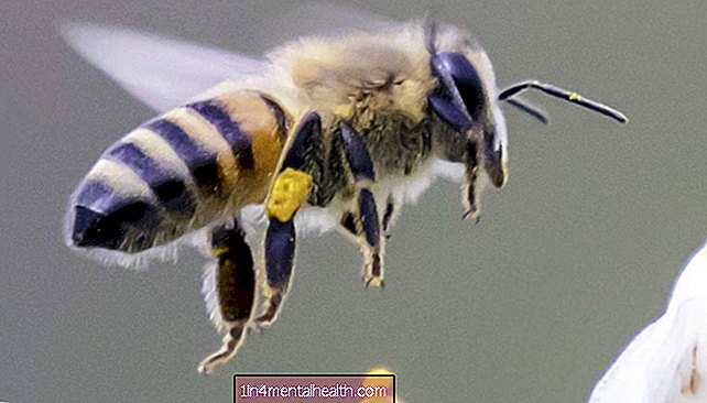 Mida teada mesilase nõelamise allergiate kohta - allergia