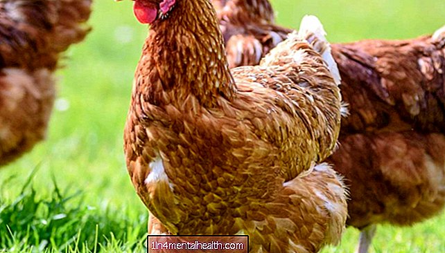 Apa yang perlu diketahui mengenai alahan ayam