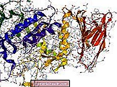 Enzymy: Jak fungují a co dělají - biologie - biochemie