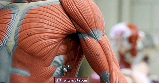 Aké sú hlavné funkcie svalového systému?
