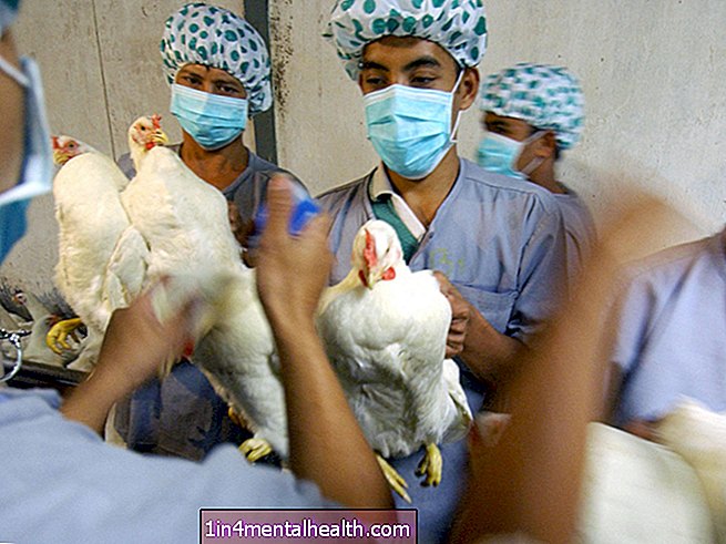 Ar turėčiau jaudintis dėl H5N1 paukščių gripo? - paukščių gripas - paukščių gripas