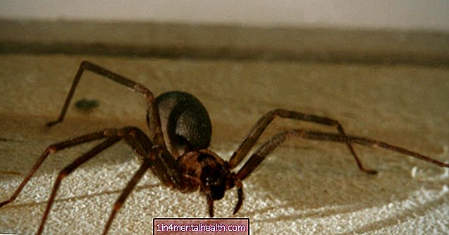 Ska jag oroa mig för en brun enstaka spindelbit?