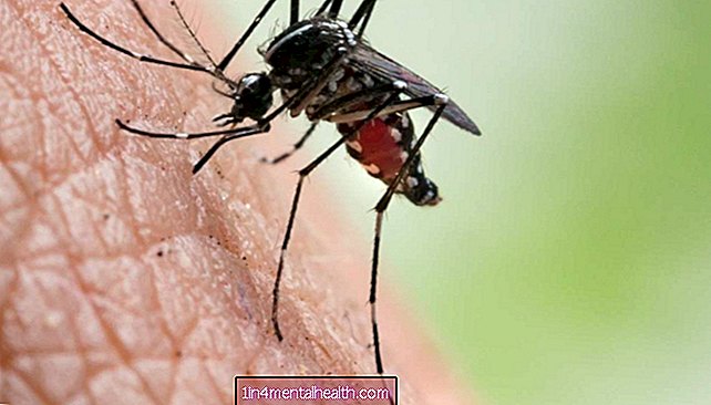 Mám si robiť starosti s bodnutím komárom? - hryzenie a uštipnutie