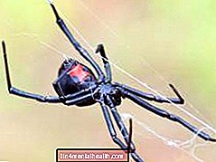 Co se stane po kousnutí pavouka černé vdovy? - kousnutí a bodnutí