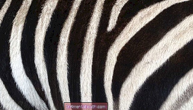 Hvorfor maler forskere striper på kyr? - biter-og-stikker