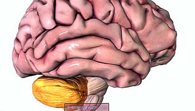 Všetko, čo potrebujete vedieť o malom mozgu