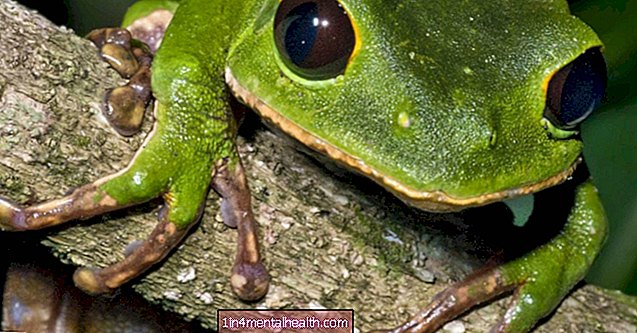 Kambo: Chất độc của ếch có thể tăng cường sức khỏe không? - thuốc bổ sung - thuốc thay thế