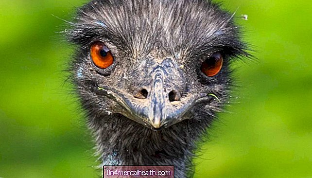 Vse, kar morate vedeti o olju emu - dermatologija