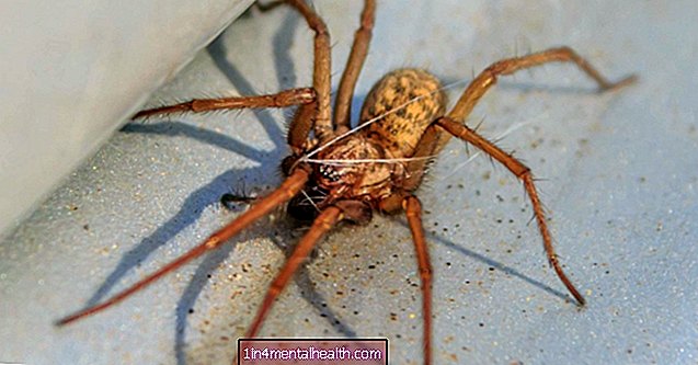 Укус павука-бродяги: Що потрібно знати