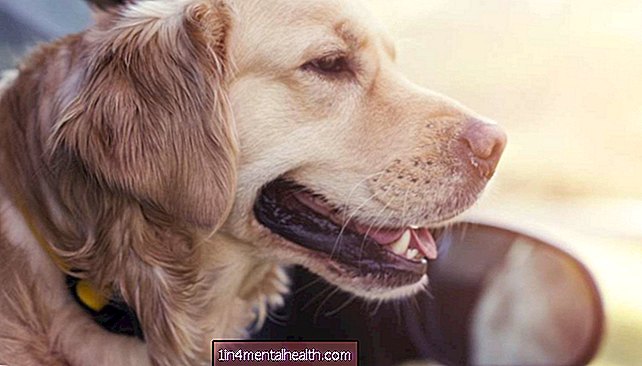 I cani possono essere in grado di fiutare le convulsioni