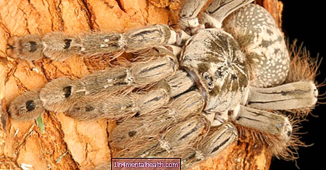 O veneno de aranha pode ajudar a tratar uma forma grave de epilepsia - epilepsy