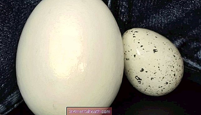 Чи нормально мати яєчка різного розміру? - родючість