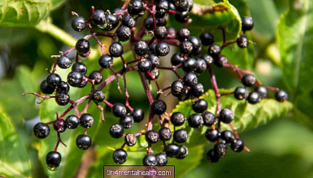 Bagaimana elderberry dapat membantu anda melawan selesema - selesema - selsema
