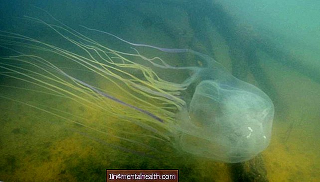 Oblikovanje protistrupa za najbolj strupene meduze na svetu