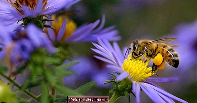 Пчелите могат да пазят тайната на младостта на стволовите клетки - генетика