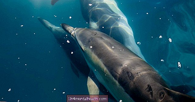 Cá voi và cá heo tiến hóa như thế nào để có sự sống trên biển