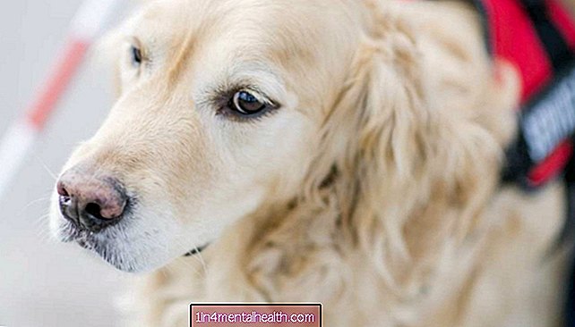 ¿Pueden los perros de servicio ayudar con la ansiedad?