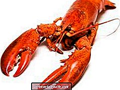 Semua yang perlu Anda ketahui tentang lobster