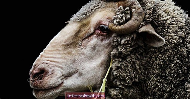La toxina de la enfermedad de las ovejas arroja luz sobre la esclerosis múltiple - esclerosis múltiple