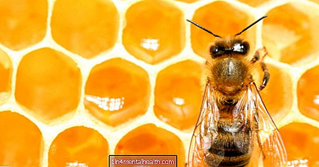 Honungsbin kan hjälpa till att förklara hur människor fattar beslut - neurologi - neurovetenskap