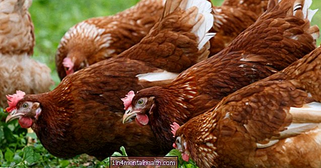 питание - диета - Что нужно знать о яйцах от кур свободного выгула