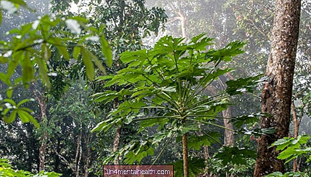 Senyawa pohon anggur hutan hujan membunuh sel kanker yang tangguh - kanker pankreas