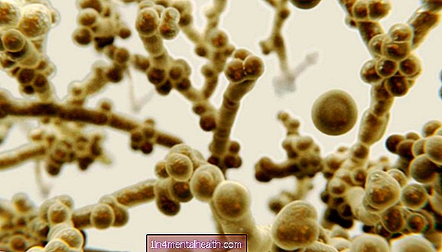 Ο μύκητας ανθεκτικός στα φάρμακα μπορεί να αυξάνεται λόγω της υπερθέρμανσης του πλανήτη - δημόσια υγεία