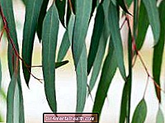 De sundhedsmæssige fordele ved eukalyptus