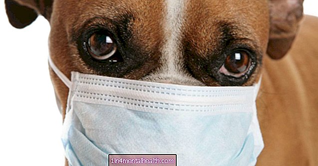 Kan 'hundinfluensa' være neste pandemi? - svineinfluensa