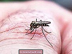 Kaikki mitä sinun tarvitsee tietää dengue-kuumetta - trooppiset sairaudet