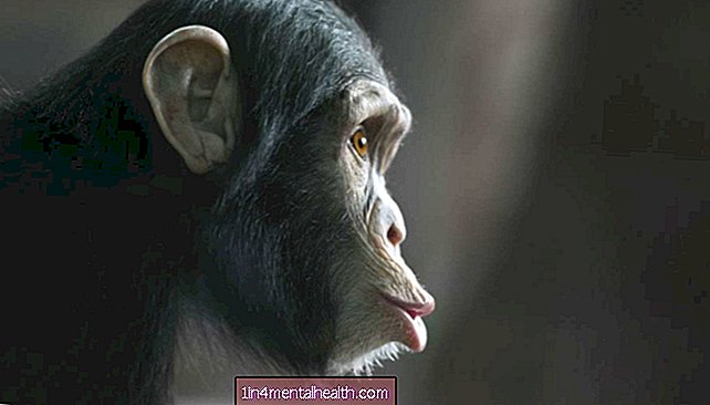 Мајмуни могу „читати“ ментална стања других, баш као и људи