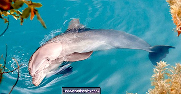 Je většina delfínů také „pravou rukou“? - veterinární
