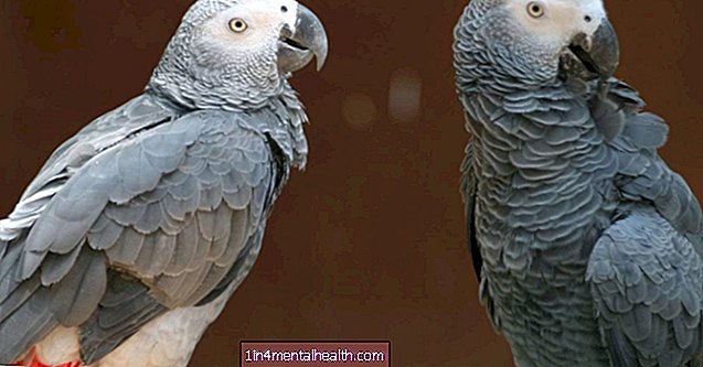 Är några papegojor osjälviska? - veterinär-