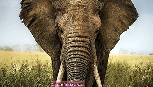 ветеринарски - Истраживање рака: Зомби гени и слонови