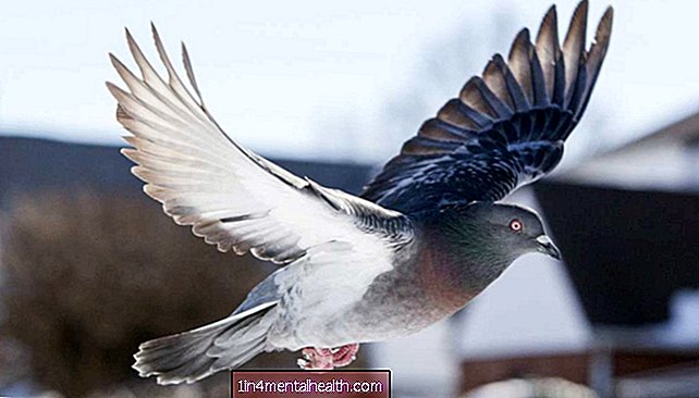 Pritrditev ptičjih kril z ovčjimi kostmi - veterinarska
