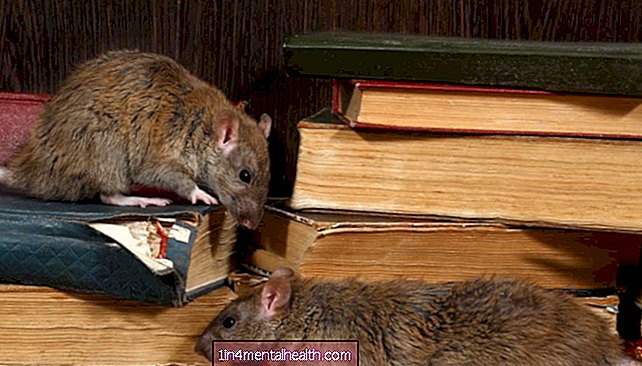 Žiurkėms empatija gali būti išgyvenimo strategija - veterinarijos