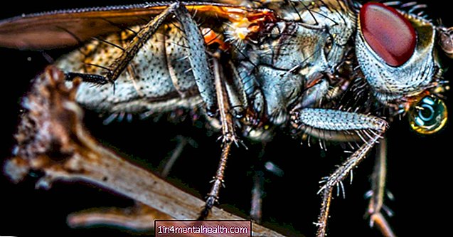 Nemocničné muchy nesú dostatok vlastných „chrobákov“ na spôsobenie infekcie - veterinárne