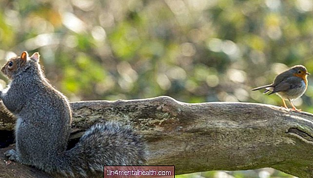 쉬는 것이 안전 할 때 새가 다람쥐에게 알리는 방법