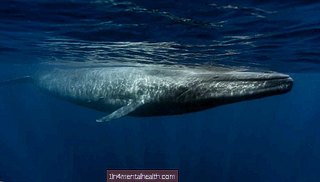 Kako hitro bije srce modrega kita? - veterinarska