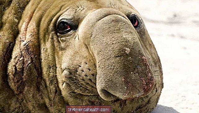 Възпаление: На какво могат да ни научат дълбоко гмуркащите се тюлени? - ветеринарен