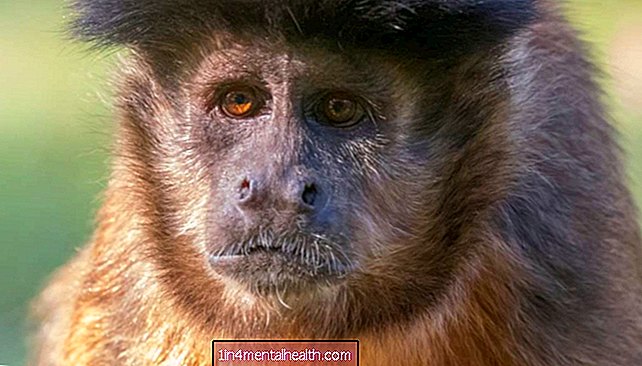 Beždžionės demonstruoja daugiau pažintinio lankstumo nei žmonės - veterinarijos