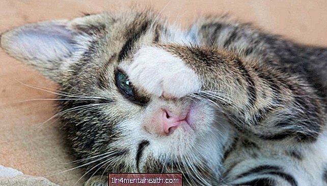 Hanya 'bisikan kucing' yang dapat membaca ekspresi wajah kucing - doktor haiwan