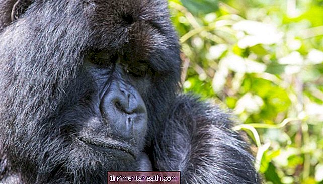 Los raros avistamientos sugieren que los gorilas de montaña pueden deleitarse con los juegos acuáticos - veterinario
