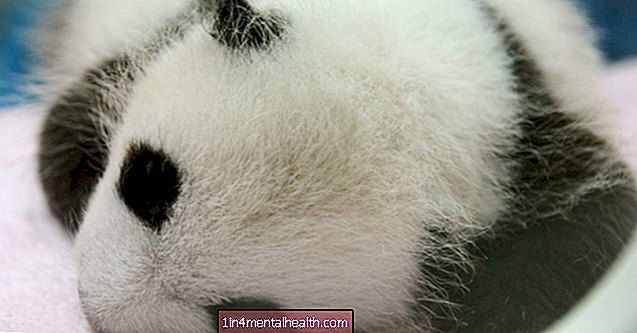 Kāpēc pandu mazuļi ir tik mazi? Pētījums pēta - veterinārārsts