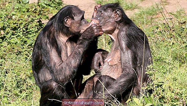 Varför har kvinnliga bonobor mer sex med varandra än med män?