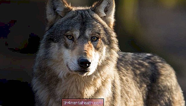 Študija ugotavlja, da so volkovi bolj socialno zadružni kot psi - veterinarska